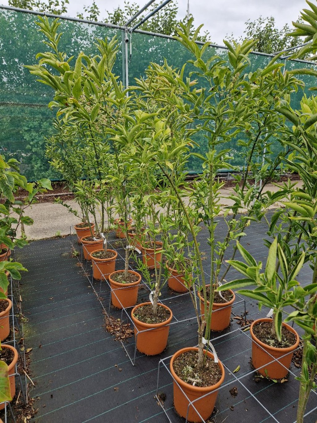 Euonymus ham. 'Den Haag' - C20 125-150 CM